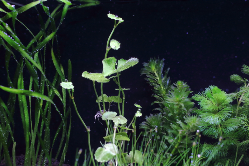 植栽から1日目　アマゾンチドメグサ